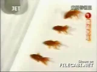 poissons danseurs