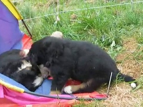 Jeux extérieurs 06 Juin 2010