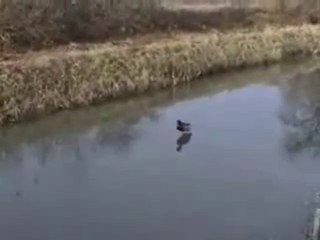 canards vs glace