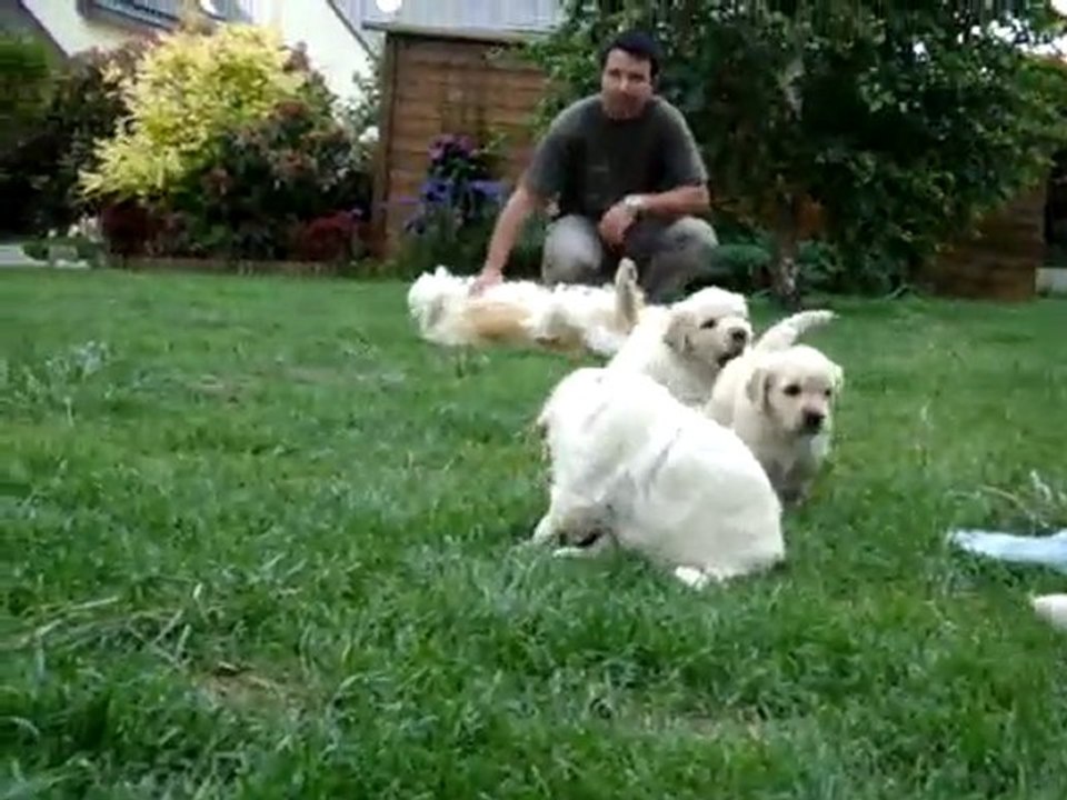 Chiots golden retriever de 5 semaines