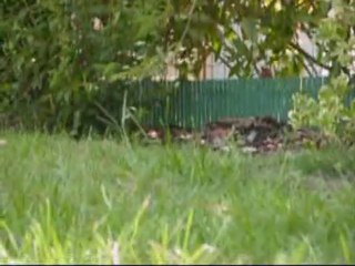 Mlle Mirabelle, chiot golden retriever de 5 semaines