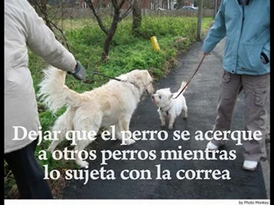 ADIESTRAMIENTO CANINO