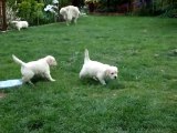 Chiots golden retriever de 5 semaines - 2