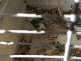 permier envol des petits le 31-5-2010