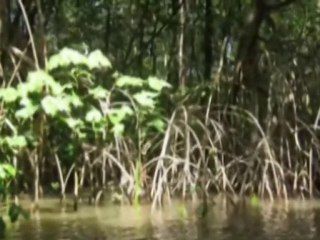 Garça Branca Project - Ceará Brazil