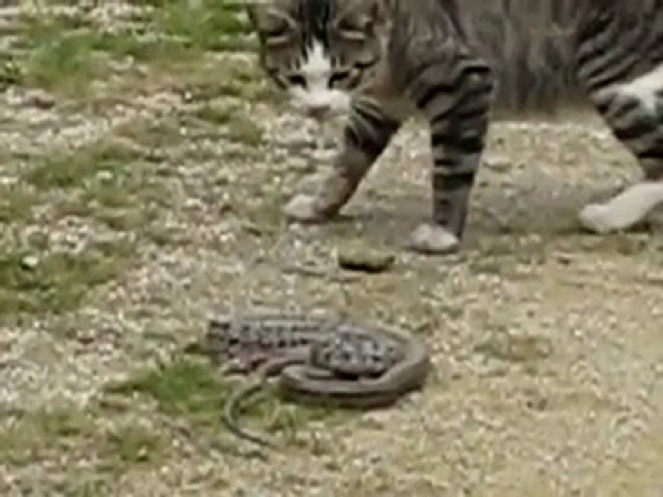 Cat vs snake