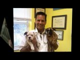 Veterinary Pet Clinic in Palm Harbor Florida, Veterinarian