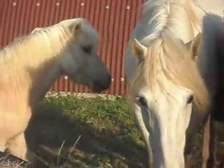 CHEVAL DE CAMARGUE KALEMBOUR ARRIVE SDC11425