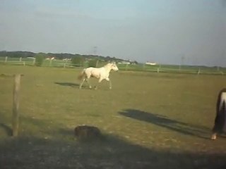 CHEVAL DE CAMARGUE KALEMBOUR ARRIVE SDC11432