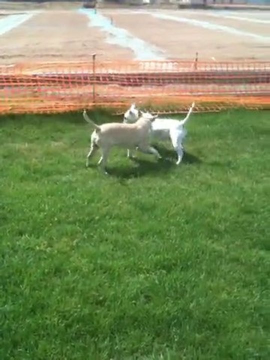 mes chiens