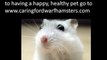 Dwarf hamster, Caring for dwarf hamsters