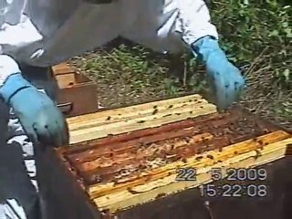 Apiculture (1)