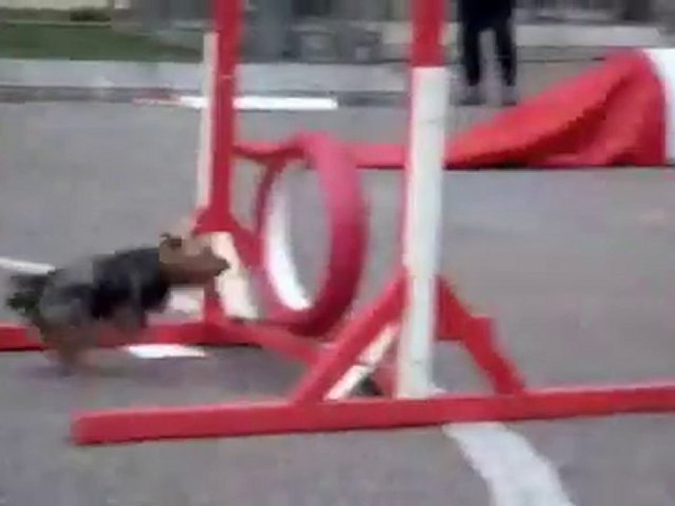 Tarbes - Parcours agility en ville pour les chiens