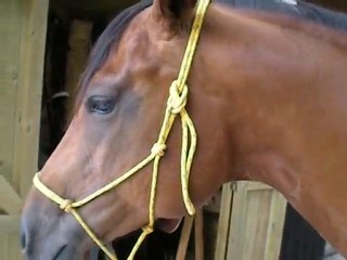 peps se fait gratter :-)