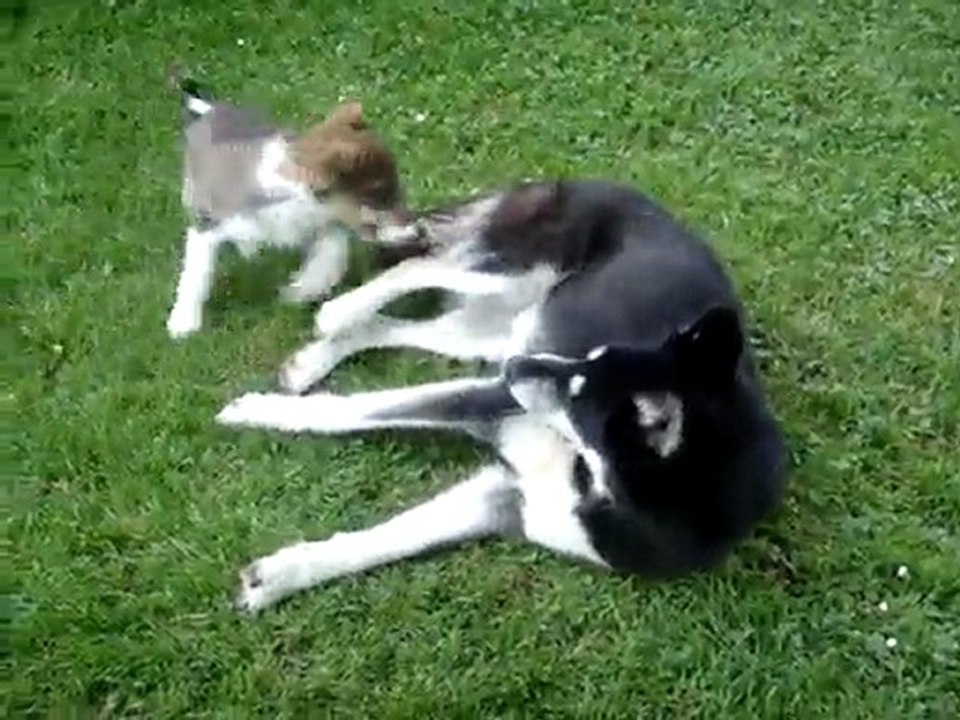 Diesel et Niki