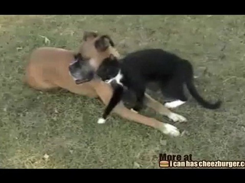 Coccole da un gatto: che tortura