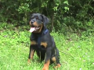 FILOU ET FALCO  AUX CLUB LE 31.05.201