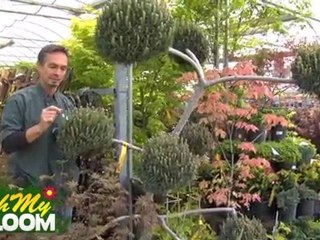 Scots Pine (Scotch Pine) Tree - Overview