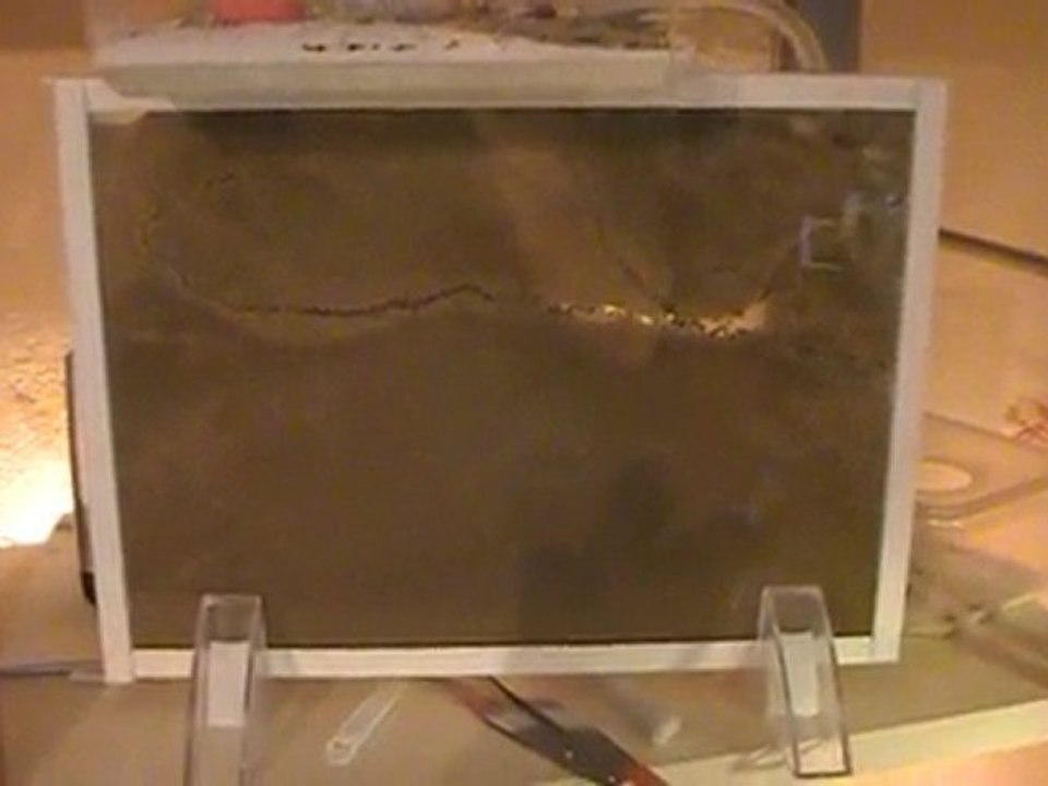 nid a sable ant's paradise