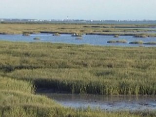 Précieuses zones humides de Charente-Maritime
