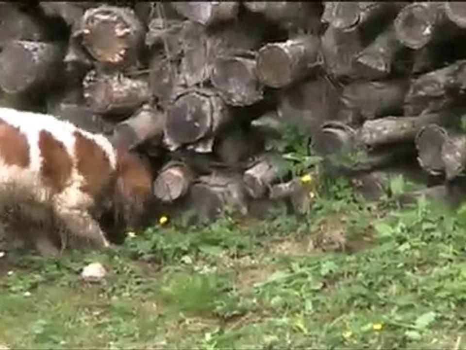 Je vous dis qu'il y a des lapins là !!!