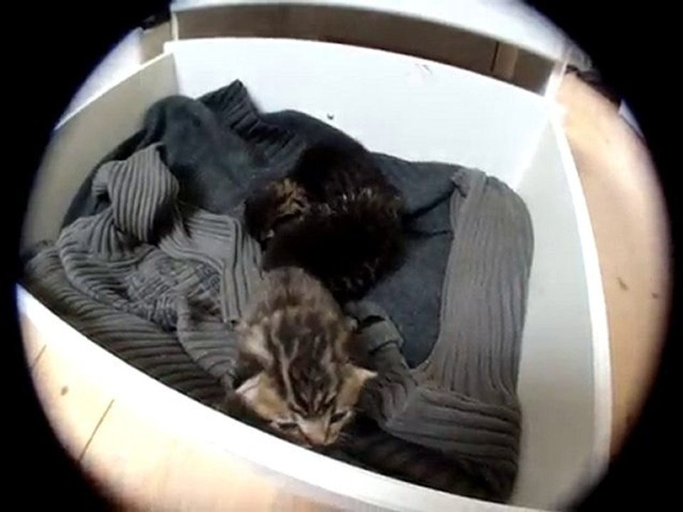 3 ptits chats 17 jours