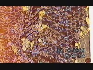 Apiculture (3-récolte/extraction)