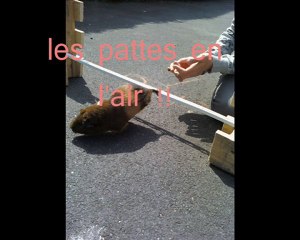 les sauts !