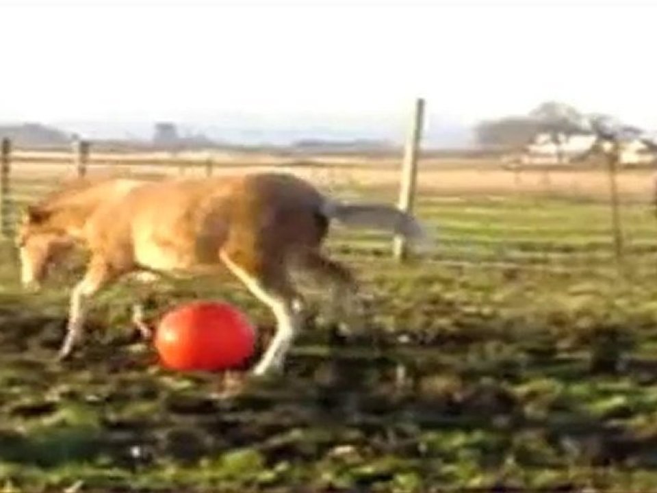 Il Pallino Rosso