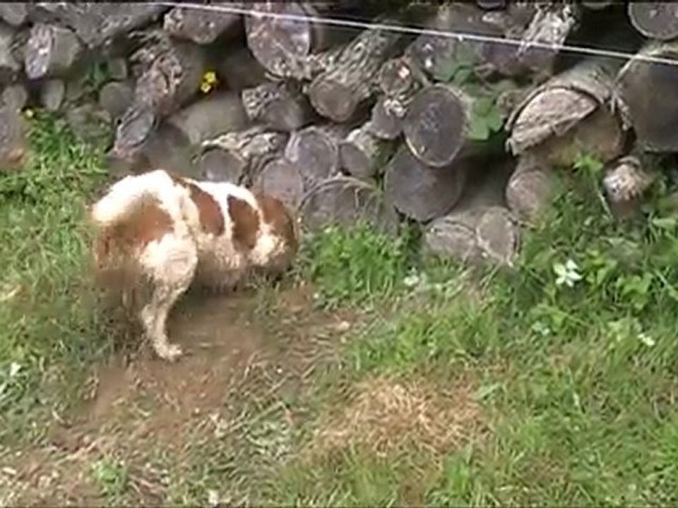 Ulia et les lapins