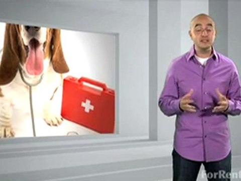 Pet Safety: 10 Summer Tips - ForRent.com