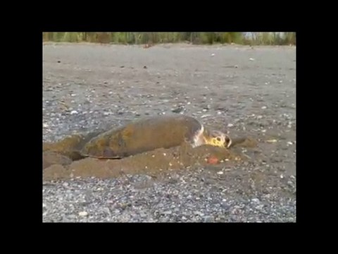 Anamur Caretta caretta Meeresschildkröten 01.06.2010