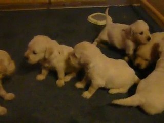 Chiots golden retriever 1-6-10