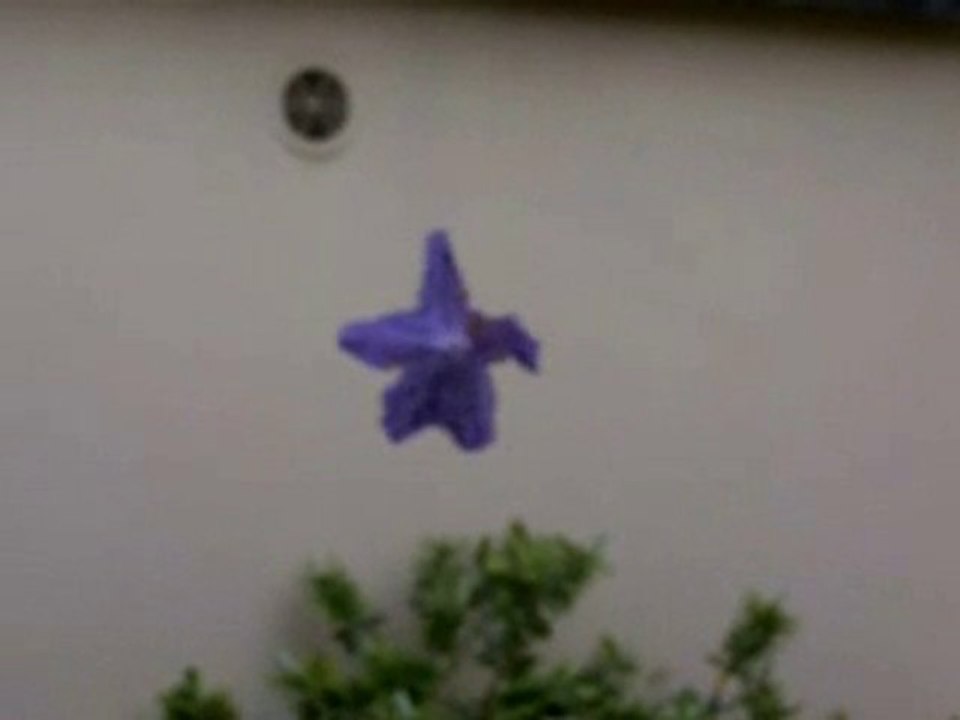J'ai rencontré une fleur