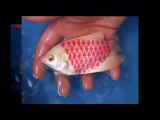 Tropical Fish Wholesale Importer Wash. DC Tropical Fish Sup