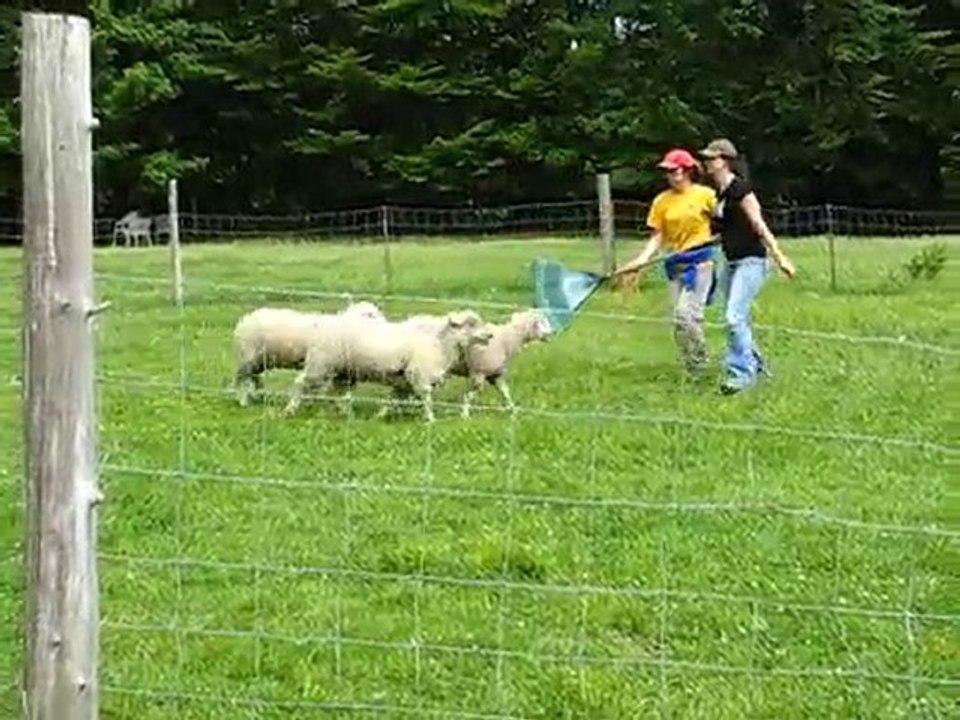 Herding, mai 2010