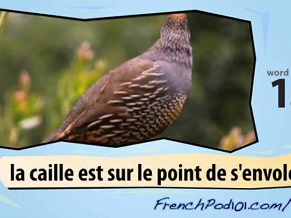 Learn French-Learn with French birds 2 video