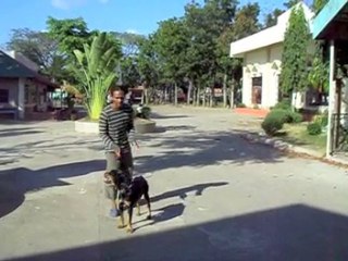 Basic Dog Obedience Training