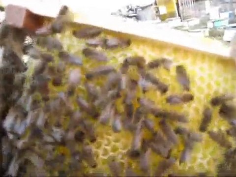 Arıcılıkta Anaarı çiftleştirme Kutusu Arılandırması