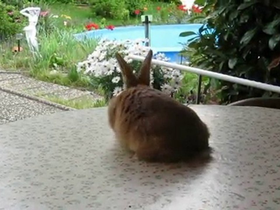 Hase