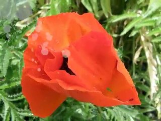 Gentils coquelicots Mesdames