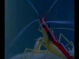 Ateşli silah kullanan sualtı canlıları...