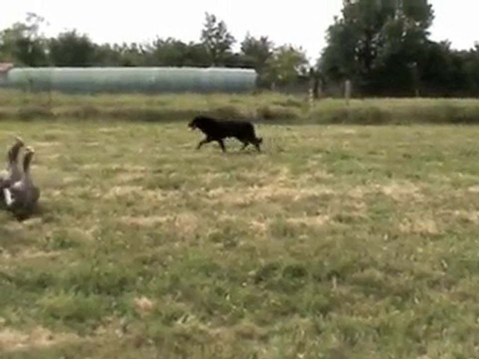 Urkan chien Beauceron et les oies