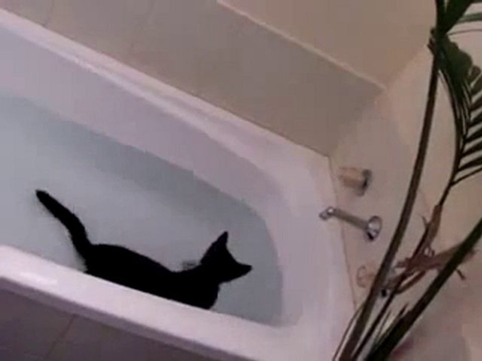 Un chat qui aime l'eau - ça existe