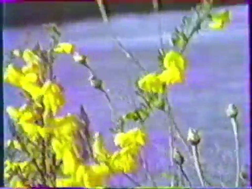 Ecosse 88
