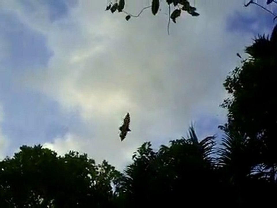 bats1