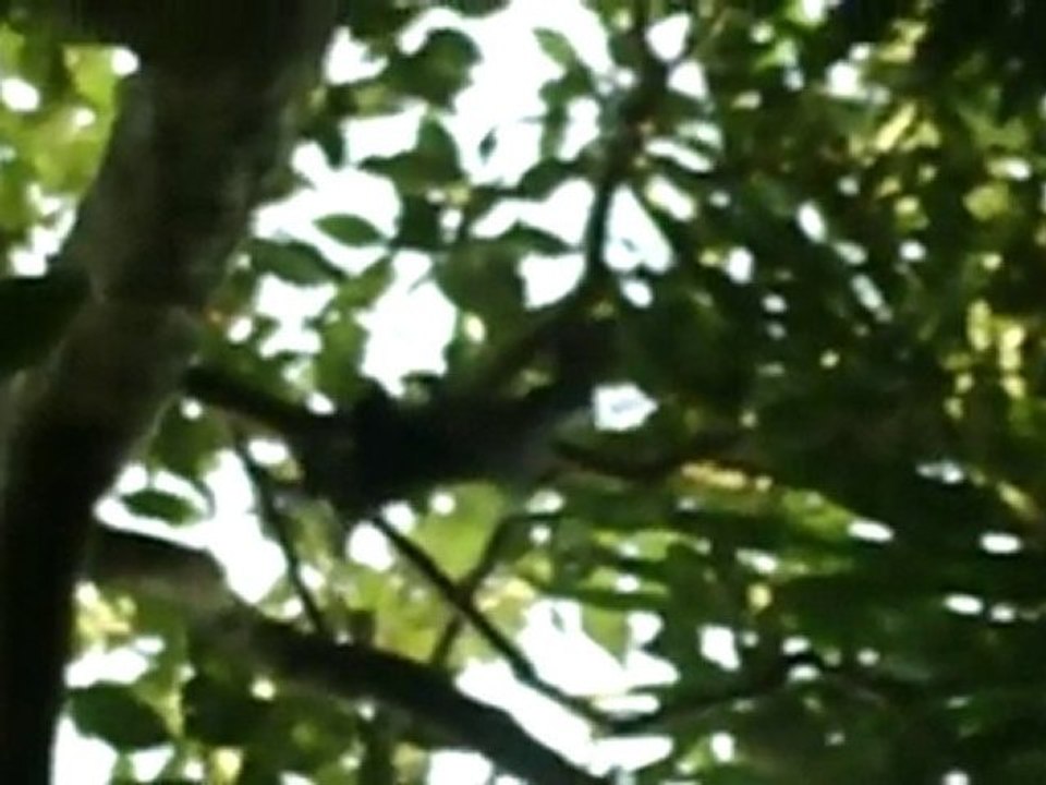 bats2