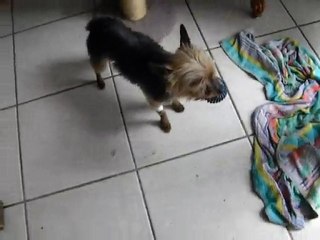 DSCN2420 Noah dit Poussinou fait courir son papa......