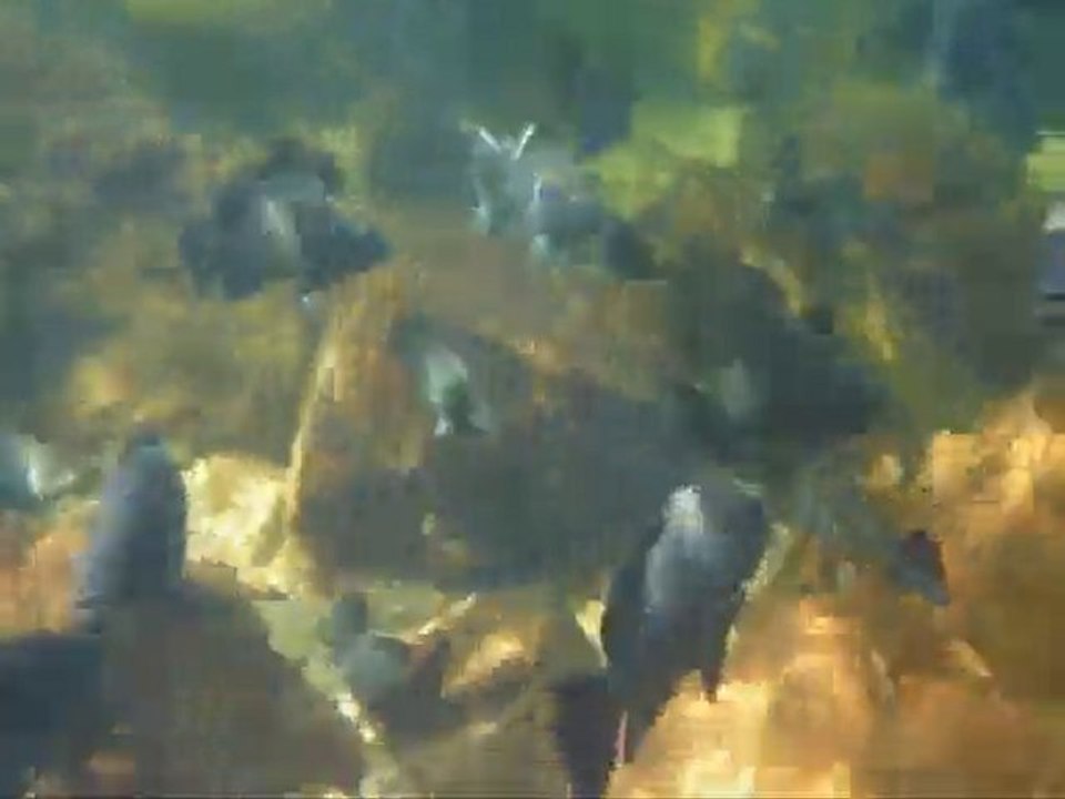 florence falls litchfield