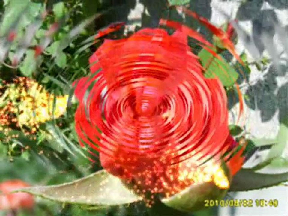 mes roses